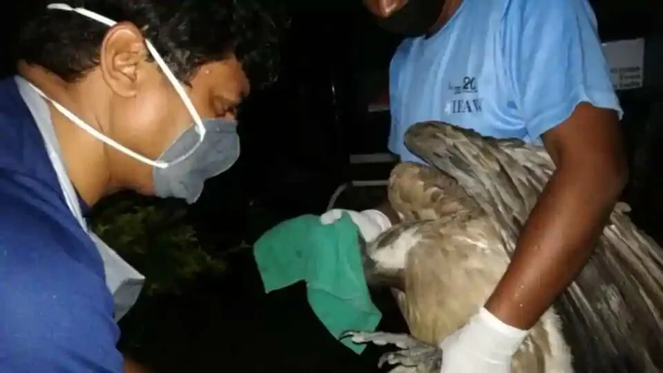 A veterinarian taking care of a poisoned vulture at CWRC.