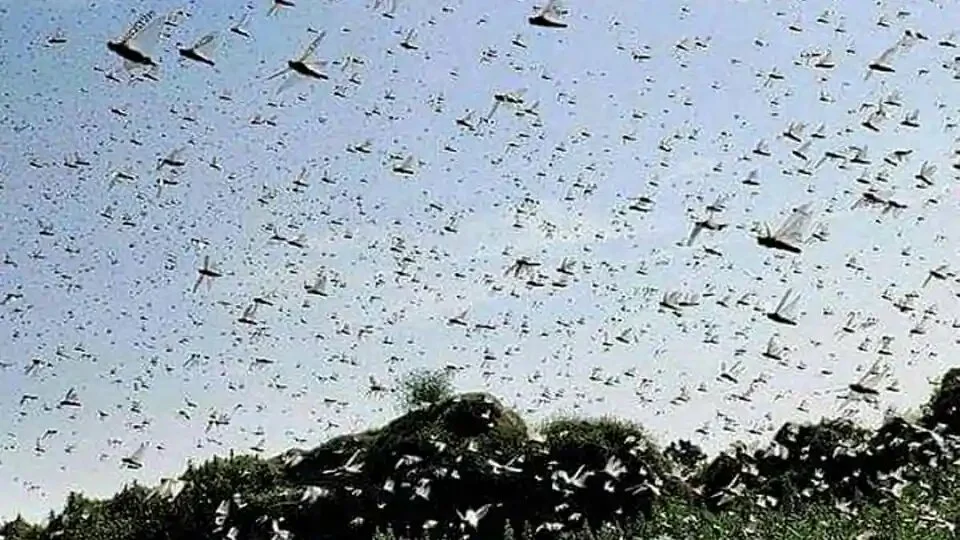 Swarm of locusts seen abive a field in Damoh district of Madhya Pradesh on Wednesday.