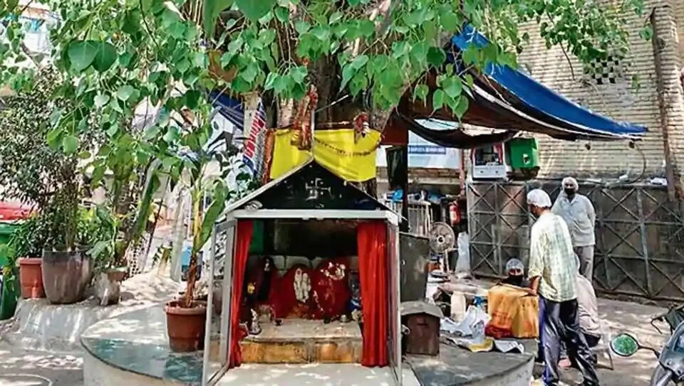 . A tiny temple is scooped into the peepal’s trunk.