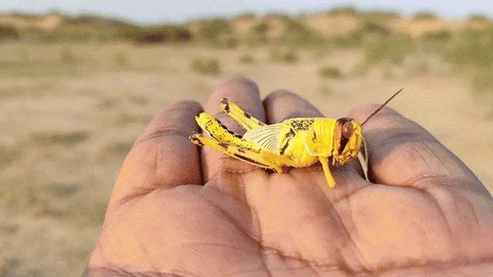 Drones, planes to be used to fight locust attack in Rajasthan