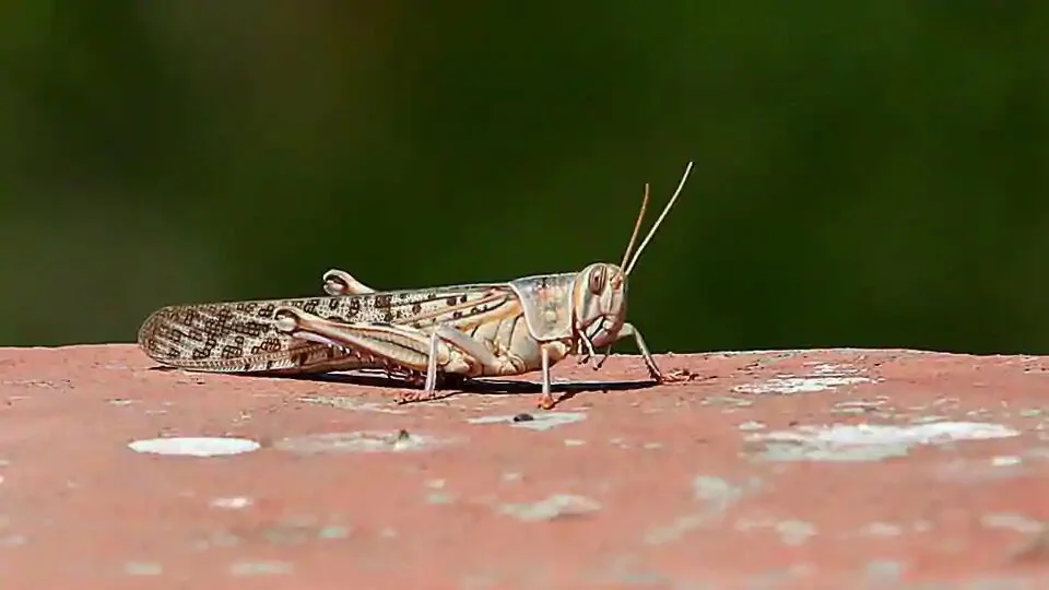 A closeup of a locust