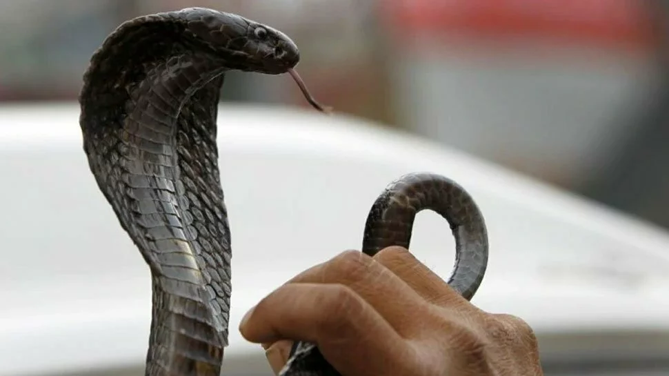 Most venomous snakes in the world; read here