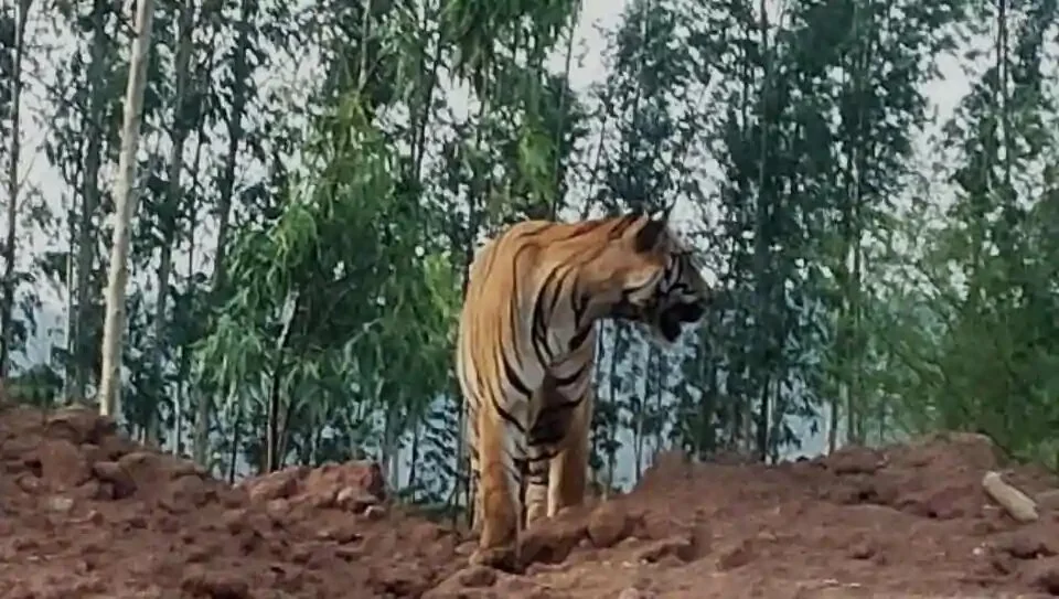 A video and pictures of the tiger sitting on a heap of mud adjacent to the road, closer to the Tiryani forests, went viral on social media.