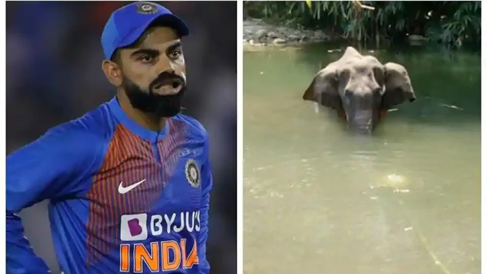 Virat Kohli angry with death of pregnant elephant.