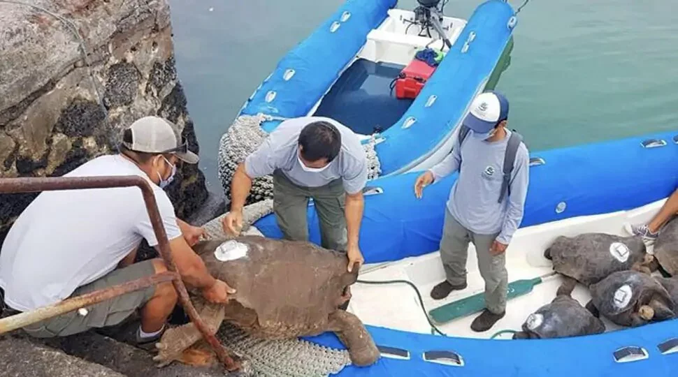 Diego, the libidinous giant tortoise who saved his entire species, retires