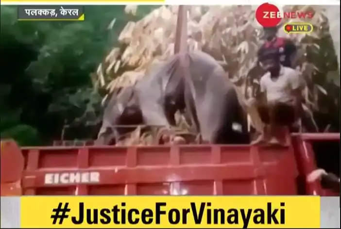 #JusticeForVinayaki: SIT to probe pregnant elephant's death amid public outrage; Kerala CM says justice will prevail