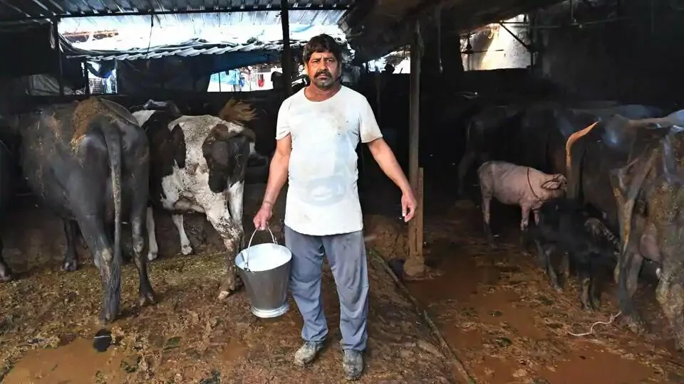 Milkman, poses with a bucket full of buffalo milk at his dairy farm in Ghaziabad, Uttar Pradesh, India. India is the largest producer of milk in the world.