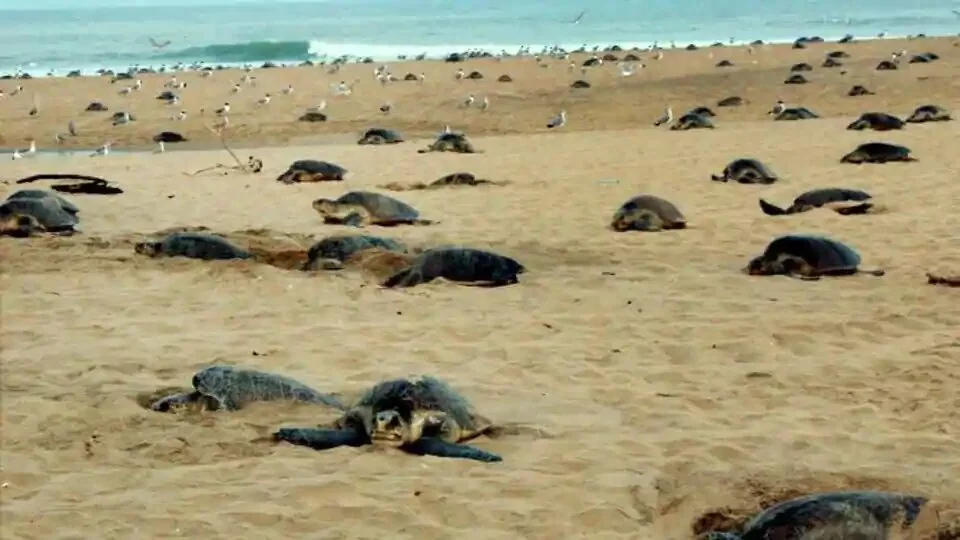 Olive Ridley turtles during a nesting season at the Rushikulya river mouth beach in Ganjam district of Orissa .